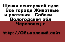 Щенки венгерской пули - Все города Животные и растения » Собаки   . Вологодская обл.,Череповец г.